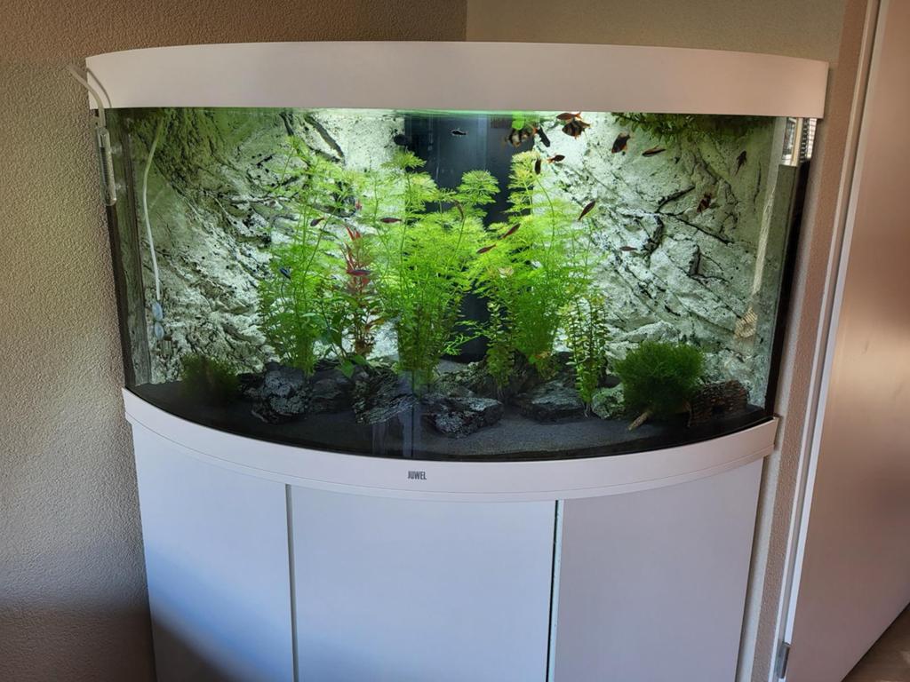 Juwel vision 350 Liter incl CO2 systeem, Ophalen of Verzenden, Inclusief vissen, Juwel, Gevuld zoetwateraquarium