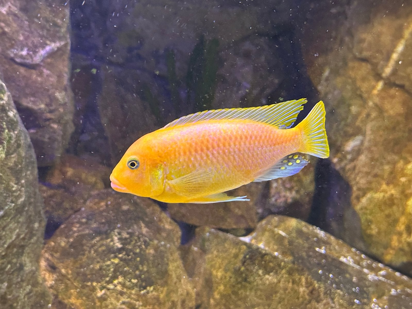 2x Malawi Mbuna 12 cm (m), Dieren en Toebehoren, Vissen | Aquariumvissen, Vis