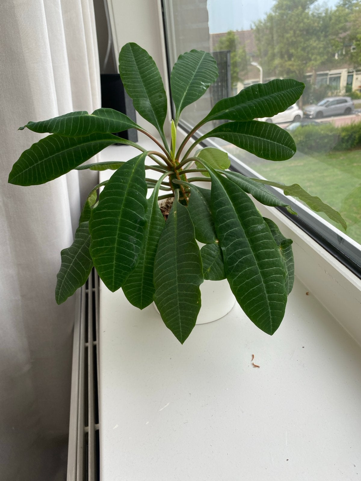 Mooie en gezonde kamerplant in pot, Huis en Inrichting, Kamerplanten, Ophalen, Vetplant, Halfschaduw, In pot