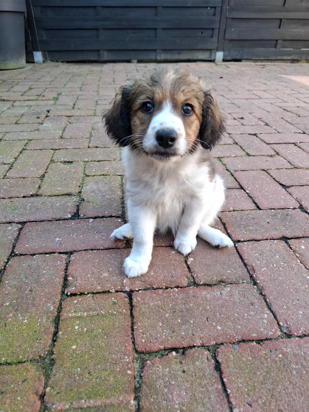 Prachtige kooiker pup!!, 8 tot 15 weken, Teef, Eén hond, Klein