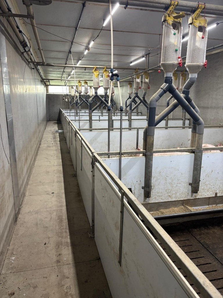 Hokinrichting voor opfok gelten [485], Dieren en Toebehoren, Stalling en Weidegang, Boekhorst Trading, Tim@boekhorsttrading.com