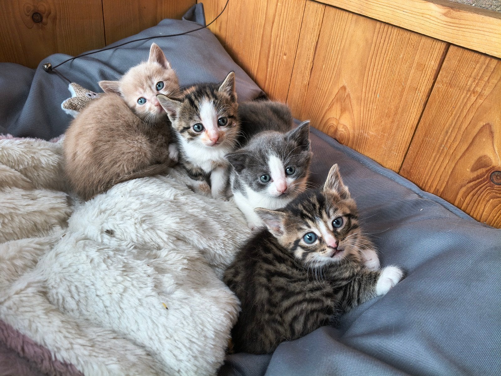 Leuke kittens op zoek naar een fijn huisje!, Meerdere dieren