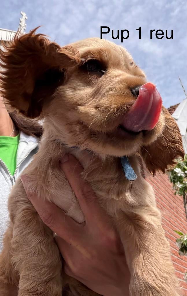 Lieve Engelse Cocker Spaniel pups zoeken warm thuis, 8 tot 15 weken, Meerdere, Meerdere dieren, Middel