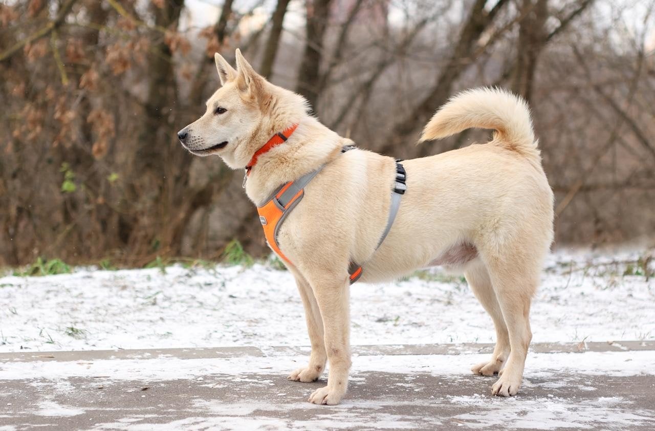 Reu zoekt thuis, herplaatser, Dieren en Toebehoren, Honden | Niet-rashonden, Particulier, Reu, 1 tot 2 jaar, Buitenland