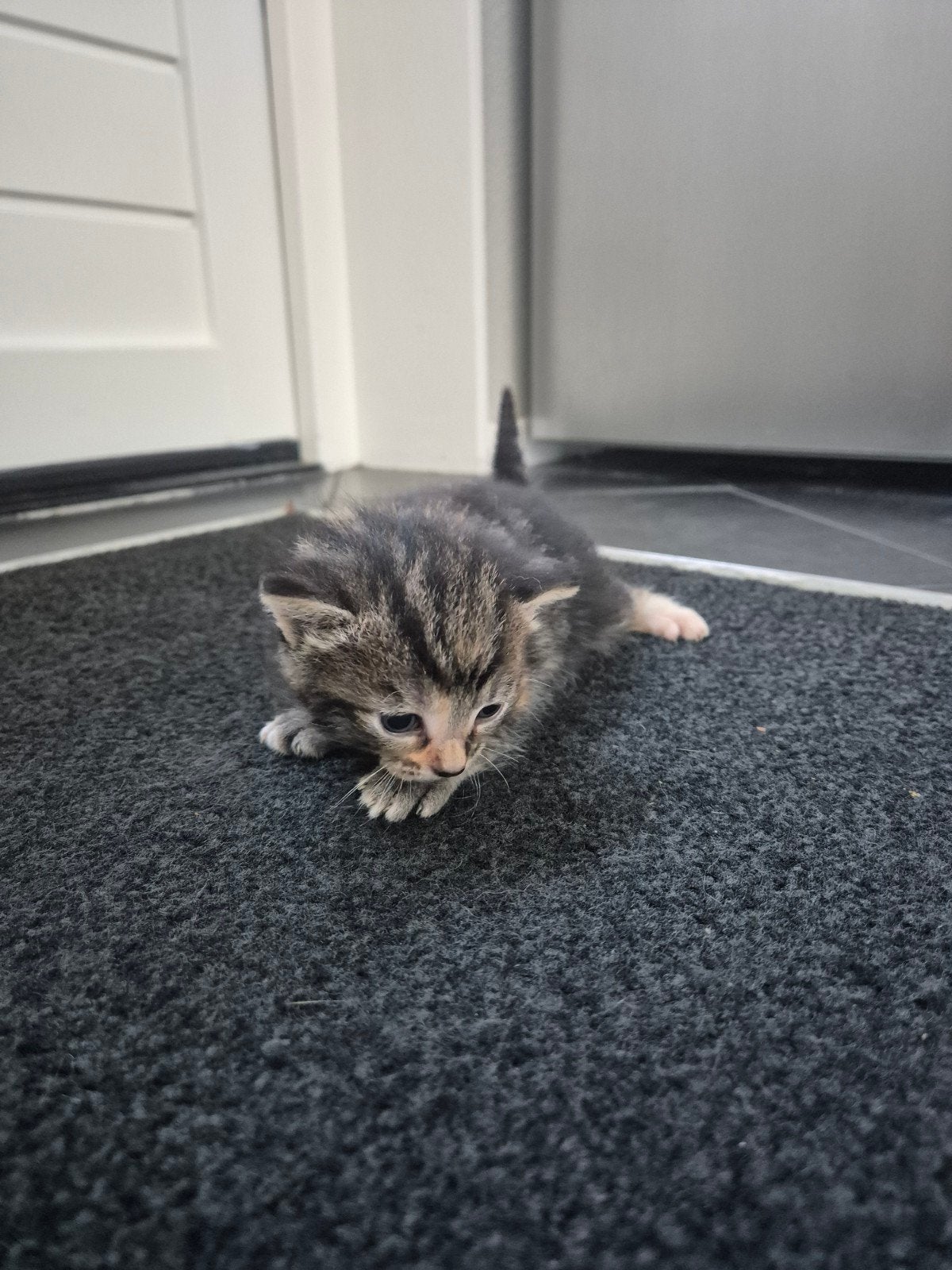 Kittens van een kruising Ragdol x Britse korthaar x Noorse b, Meerdere dieren, Ontwormd, 0 tot 2 jaar