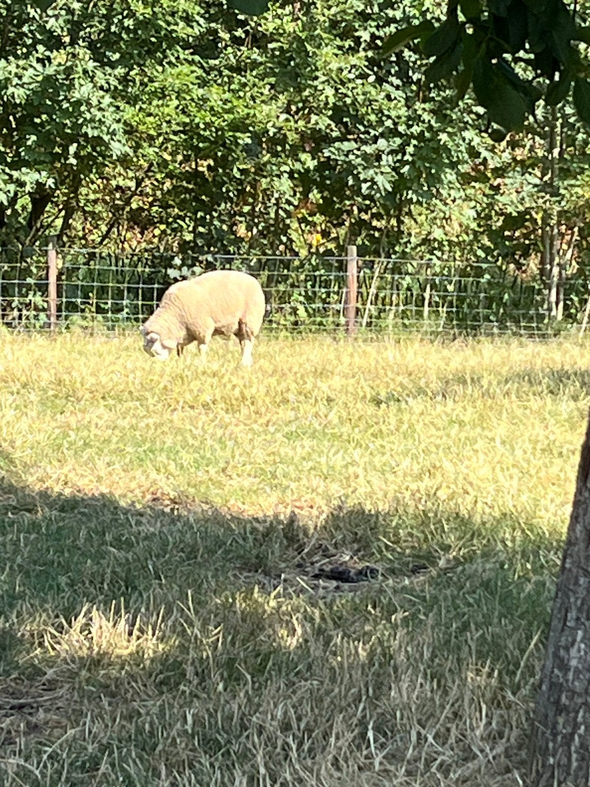 SWIFTER LAMMEREN 13xram / 18xooi, Meerdere dieren, Schaap, 0 tot 2 jaar