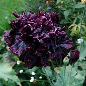 Zaden Papaver Black Paeony, Ophalen of Verzenden, Volle zon