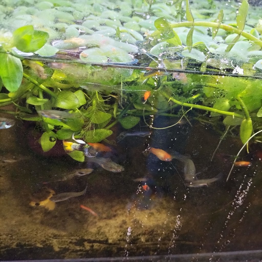 Jonge endler Guppy 10 voor 5 e, Dieren en Toebehoren, Vis, Zoetwatervis, Schoolvis