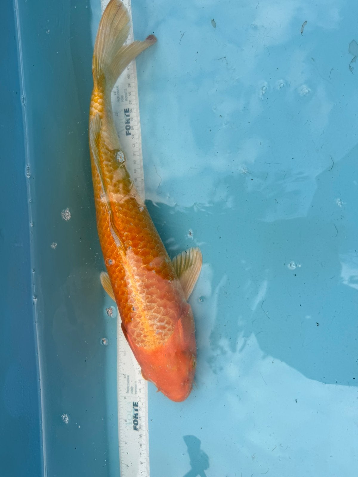 Orenji Karashigoi koi, Karper of Koi