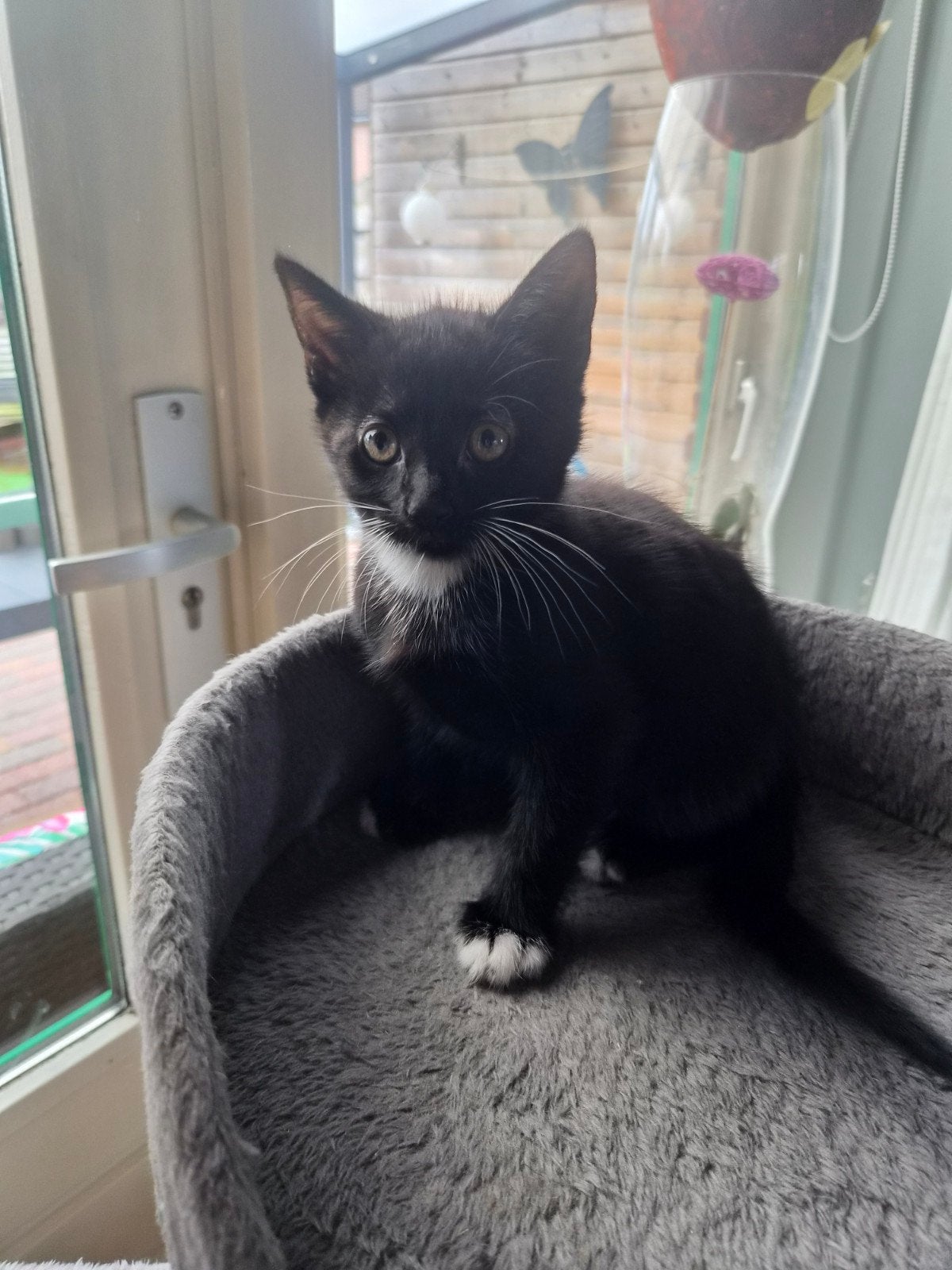 kitten, Dieren en Toebehoren, Poes