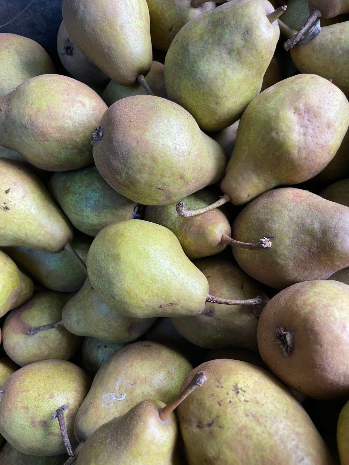 Stoofperen biologisch, Diversen, Ophalen