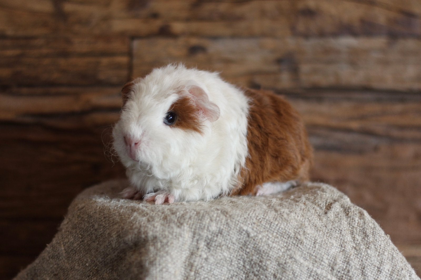 POM | CAVIA | TESSEL | BEER, Cavia, Mannelijk, Juli, Tam
