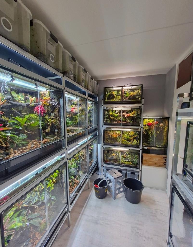 Paludarium Plantenmix - Bloeiers & Zeldzaam (uit 30 bakken), Ophalen of Verzenden, Nieuw, Tak, Plant, Rots of Steen