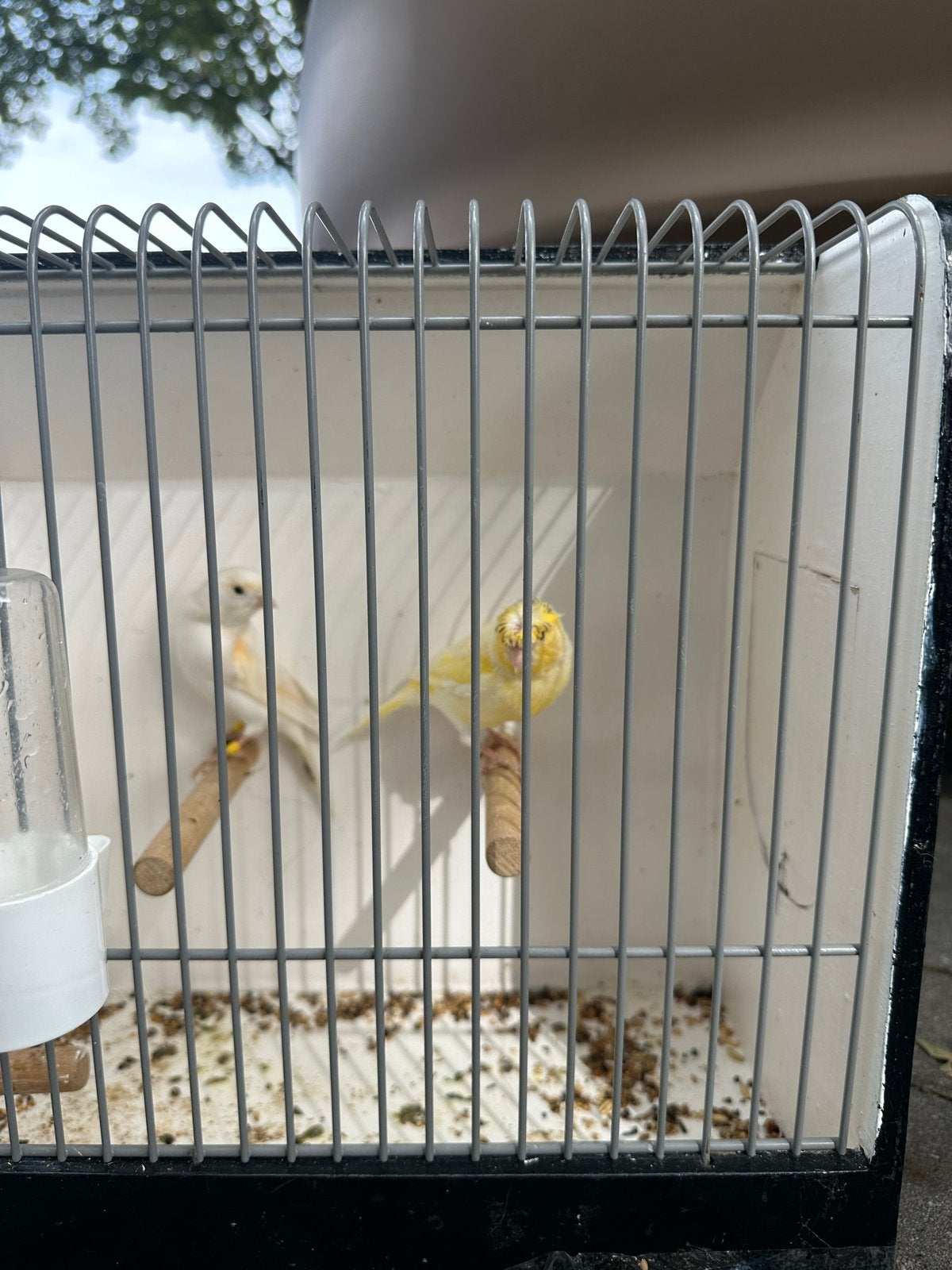 Een mooi koppel kanaries, Meerdere dieren, Kleurkanarie