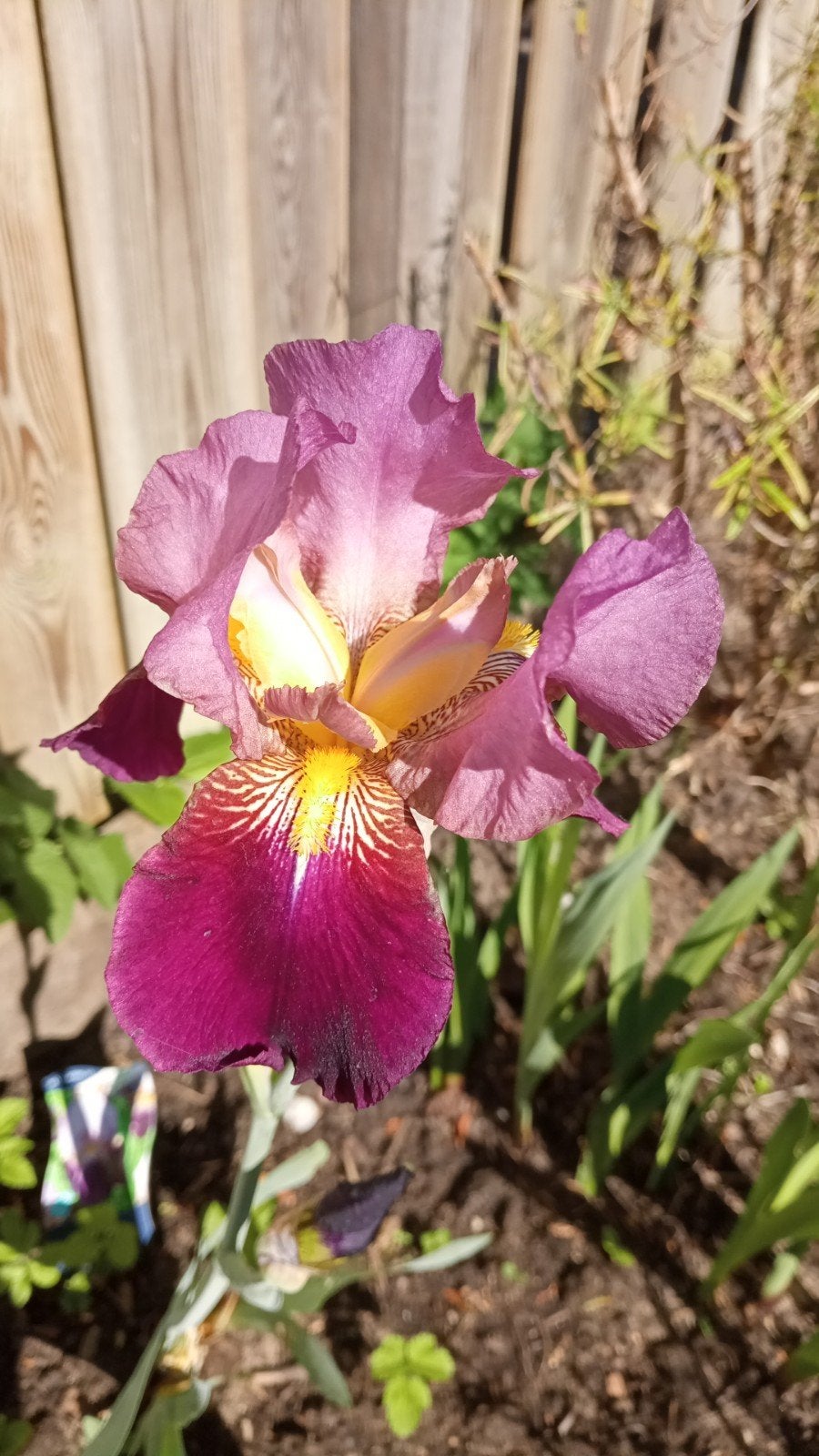 Iris planten - 5 beschikbaar, Volle zon, Vaste plant, Lente, Ophalen