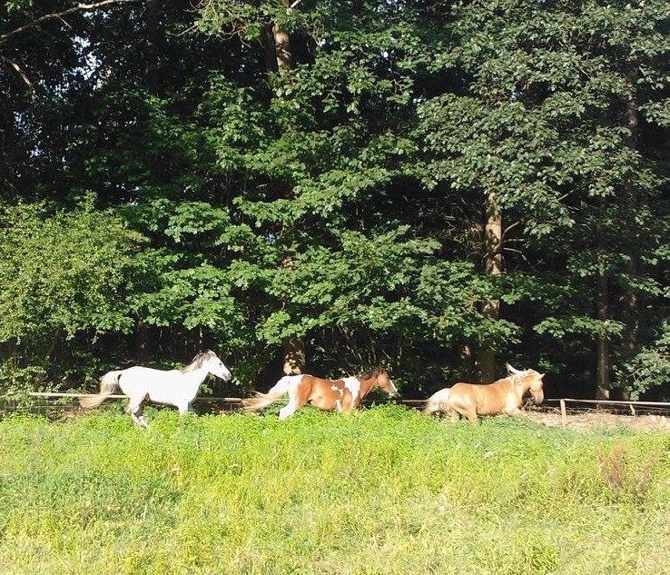 Gezocht: hooi laag in suiker, Dieren en Toebehoren, Ophalen, Vee