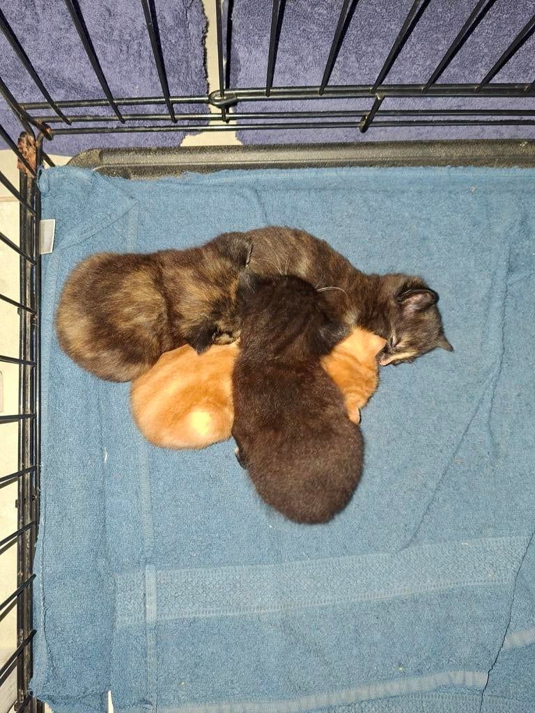 Kittens, Dieren en Toebehoren, Katten en Kittens | Raskatten | Korthaar, Meerdere dieren