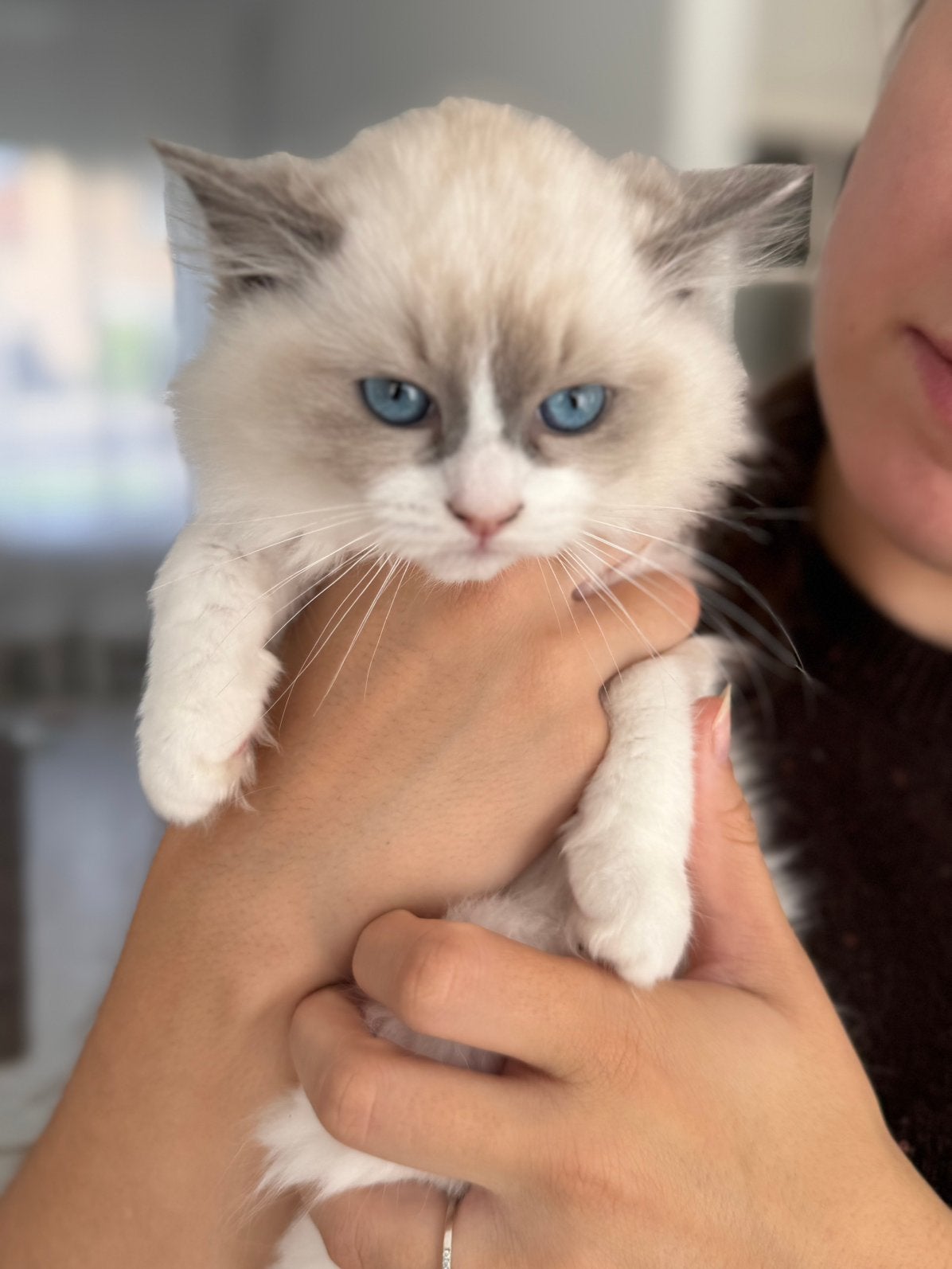 Prachtige Ragdoll kittens met stamboom, Dieren en Toebehoren, Meerdere dieren, Met stamboom, 0 tot 2 jaar