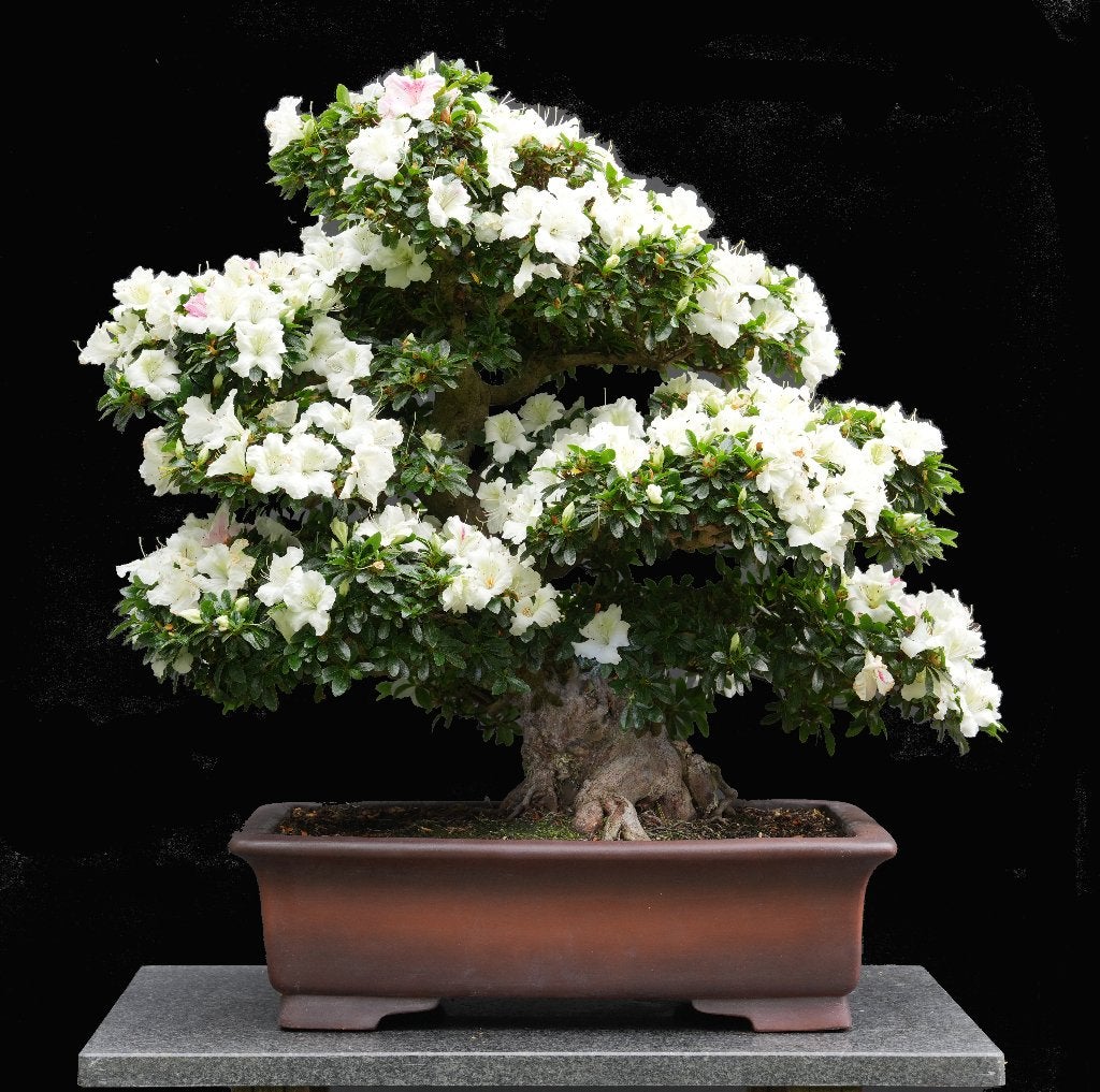 Bonsai (uit Japan ongeveer 50 jaar oud), Halfschaduw, Overige soorten, Minder dan 100 cm, Zomer