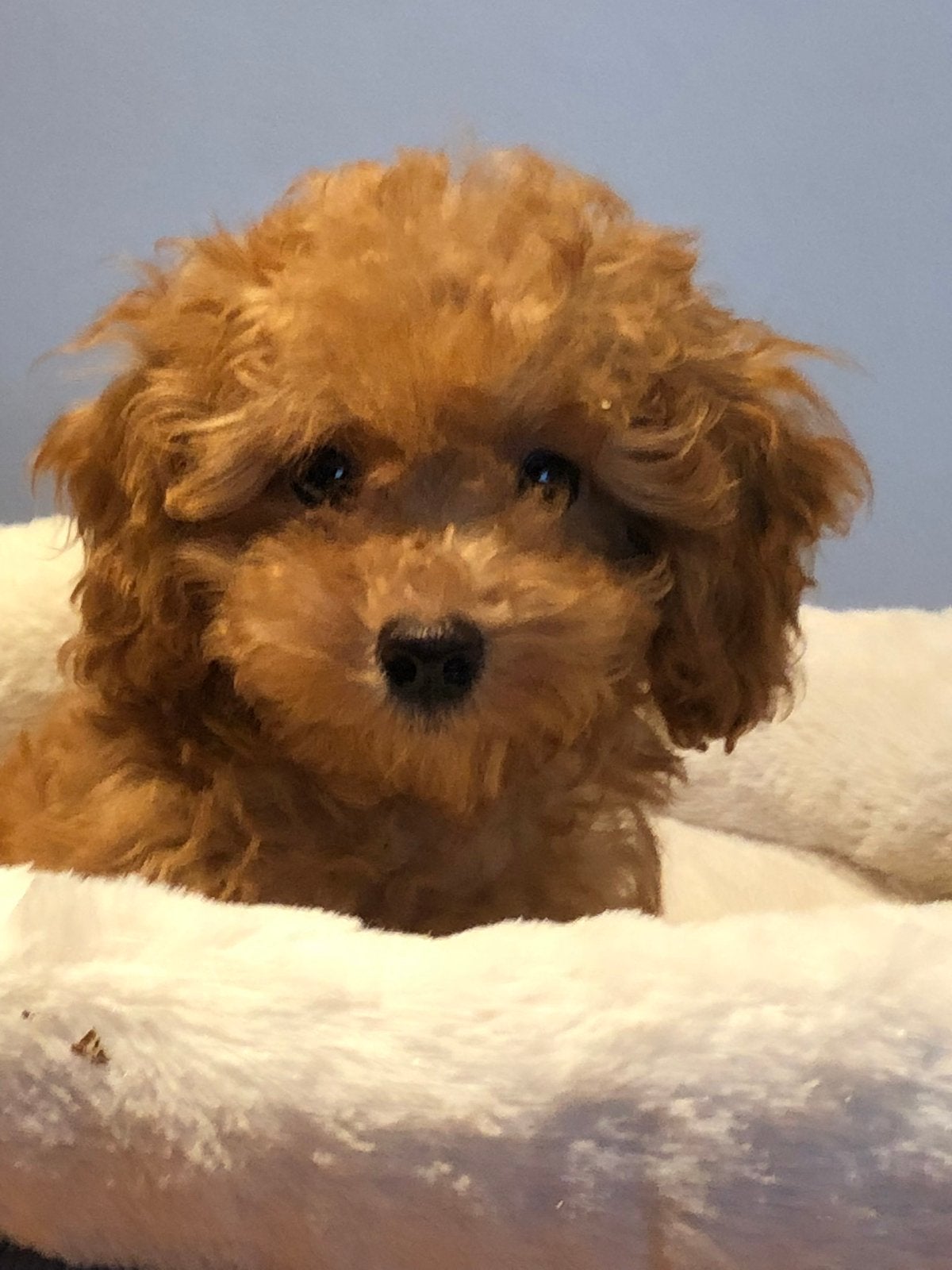 Super knappe mini Doodle pups ( Maltipoo ) div kleuren, Poedel, Parvo, Nederland, 8 tot 15 weken