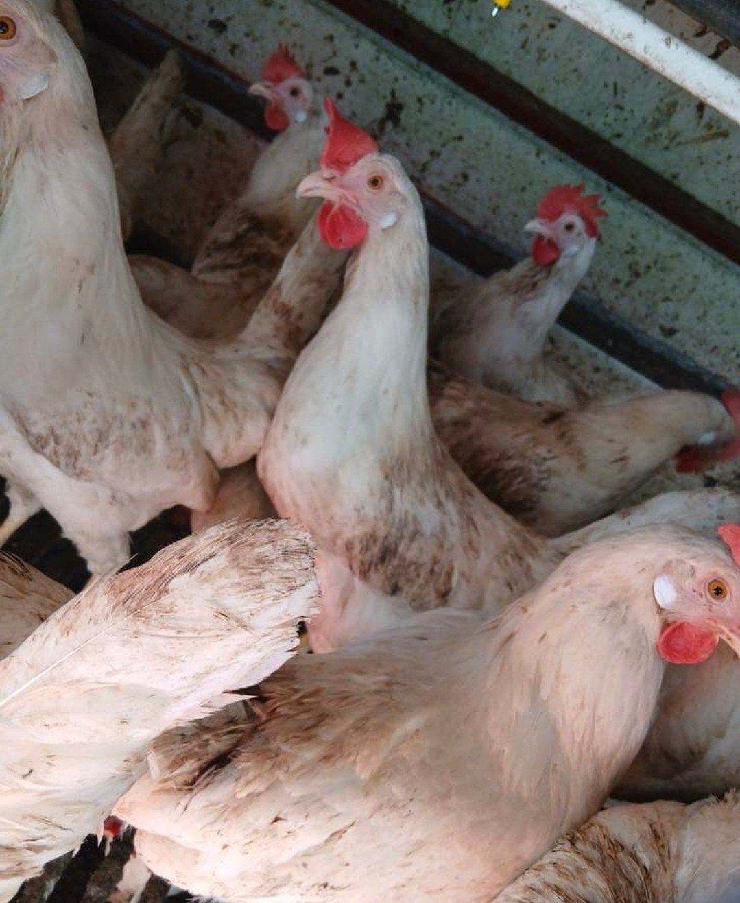 Witte leghorn kippen te koop, Dieren en Toebehoren, Pluimvee