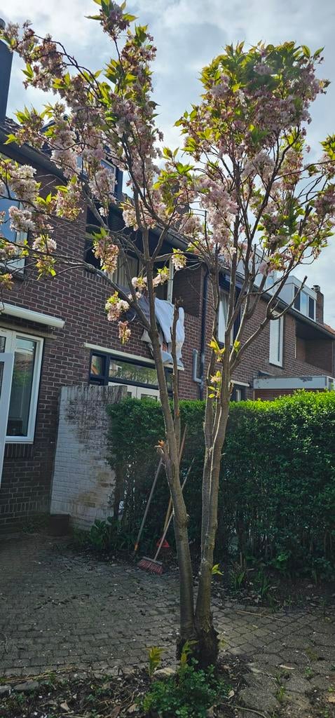 Japanse sierkers te koop omgeving Parkstad, Tuin en Terras, Planten | Bomen, Overige soorten, 250 tot 400 cm, Volle zon, Lente
