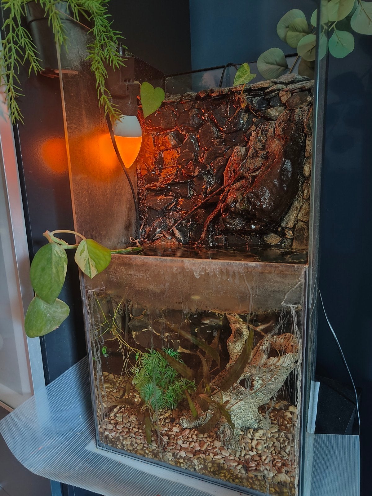 Waterval aquarium/paludarium, Ophalen, Inclusief vissen, Gebruikt, Gevuld zoetwateraquarium