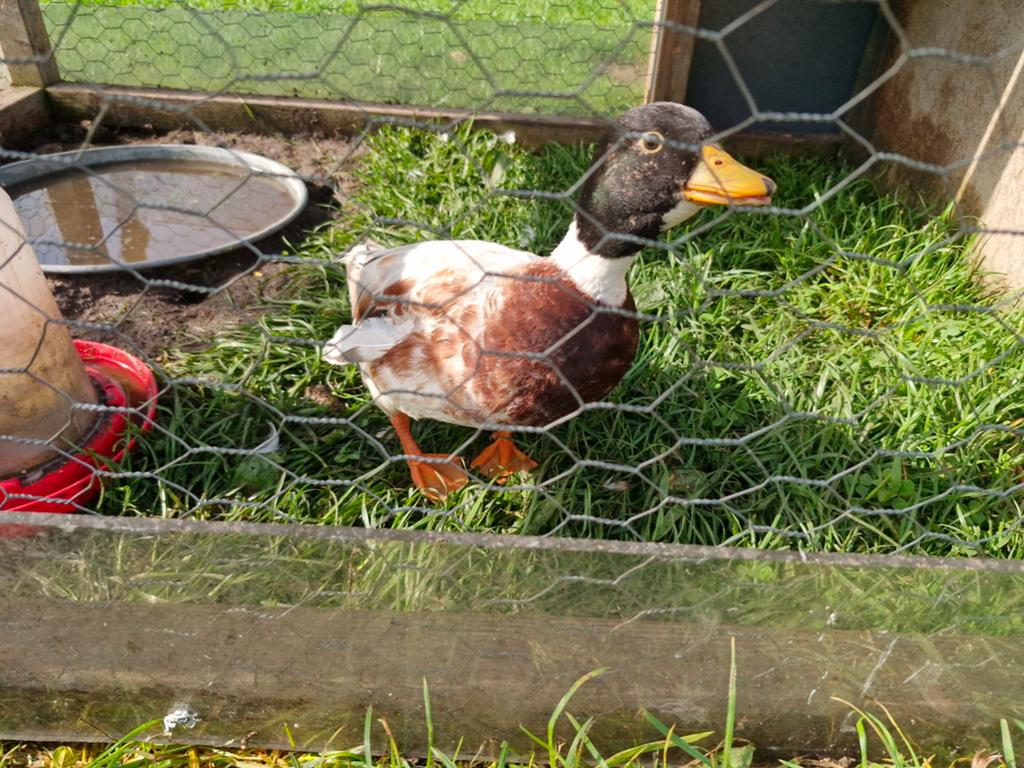 Hollandse kwaker man, Dieren en Toebehoren, Pluimvee, Mannelijk, Kip