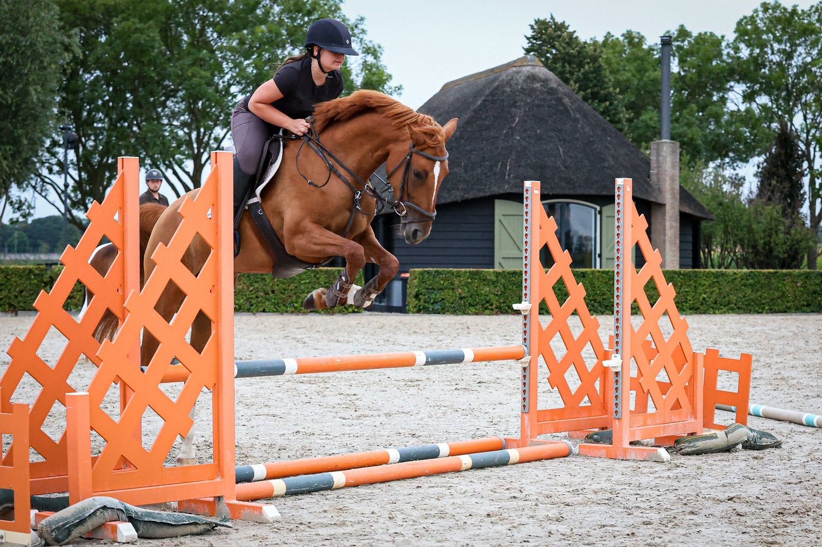 KWPN Merrie 5 jaar, Merrie, Springpaard, Met stamboom, Niet van toepassing
