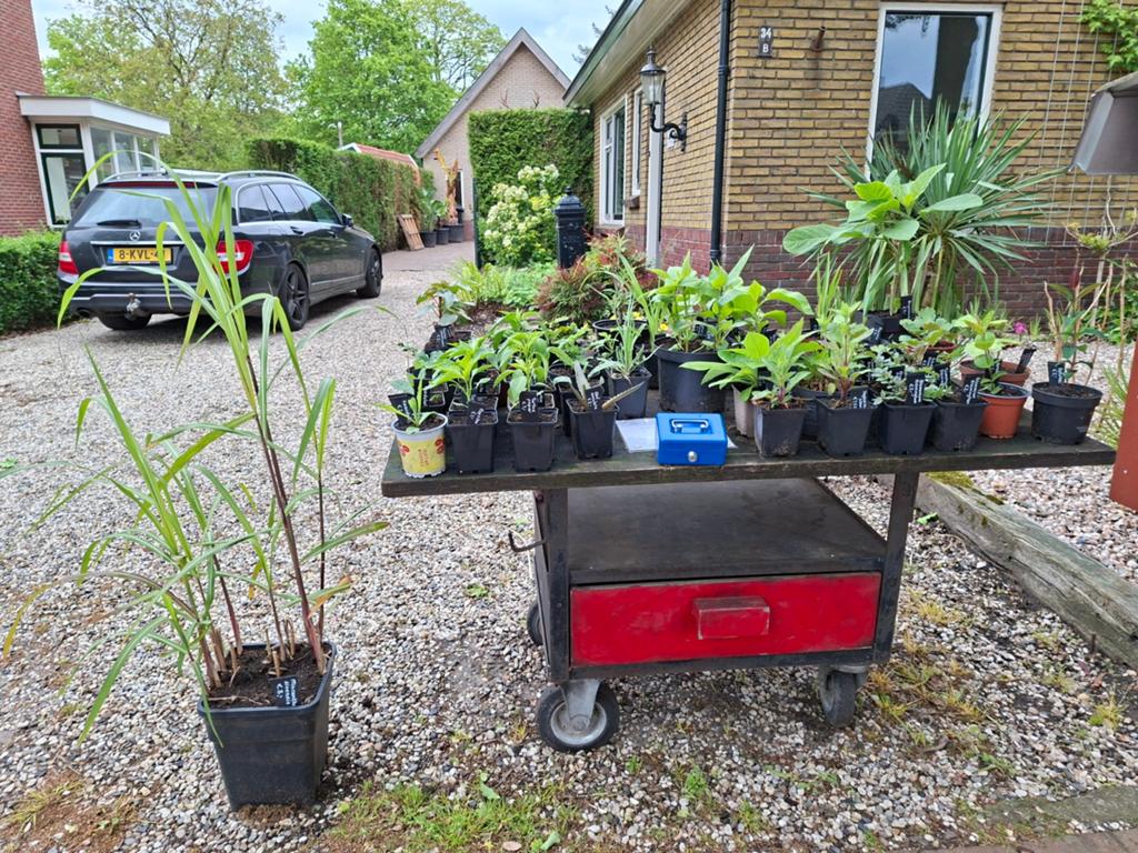 Diverse planten te koop - Verkooptafel met ruime keuze, Eenjarig, Halfschaduw, Zomer, Ophalen