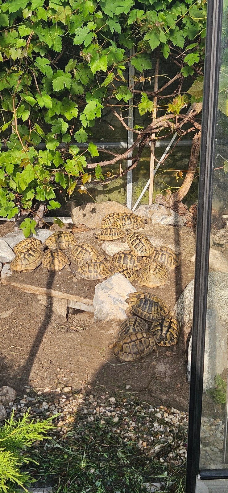 Lieve jonge schildpadden landschildpad Tortoise photo 9