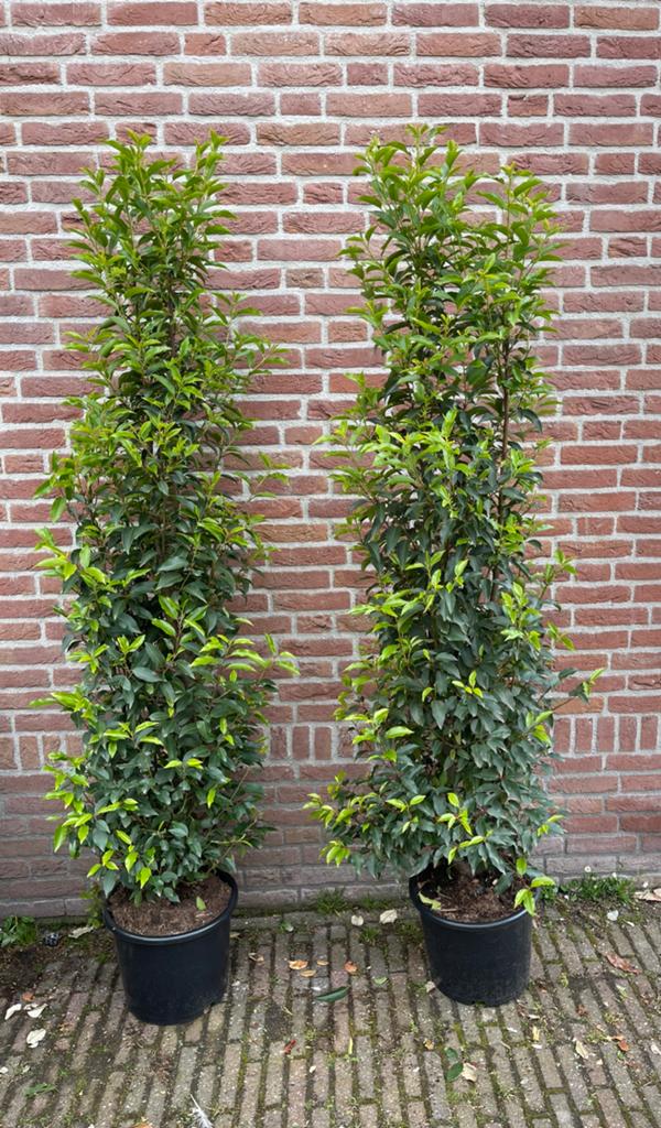 Grote portugese laurier prunus lusitanica angustifolia, Ophalen of Verzenden, Laurier, Haag, 100 tot 250 cm