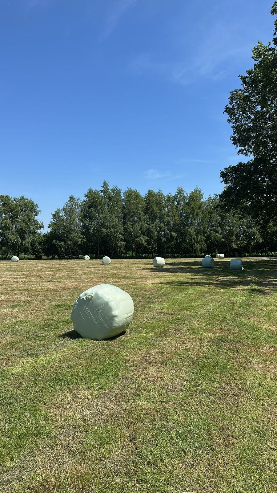 Midibalen 19 stuks, Ophalen, Vee
