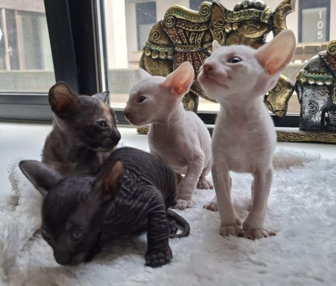 Lieve Cornish Rex kittens geboren, Dieren en Toebehoren, Katten en Kittens | Raskatten | Korthaar, Meerdere dieren, Gechipt, 0 tot 2 jaar