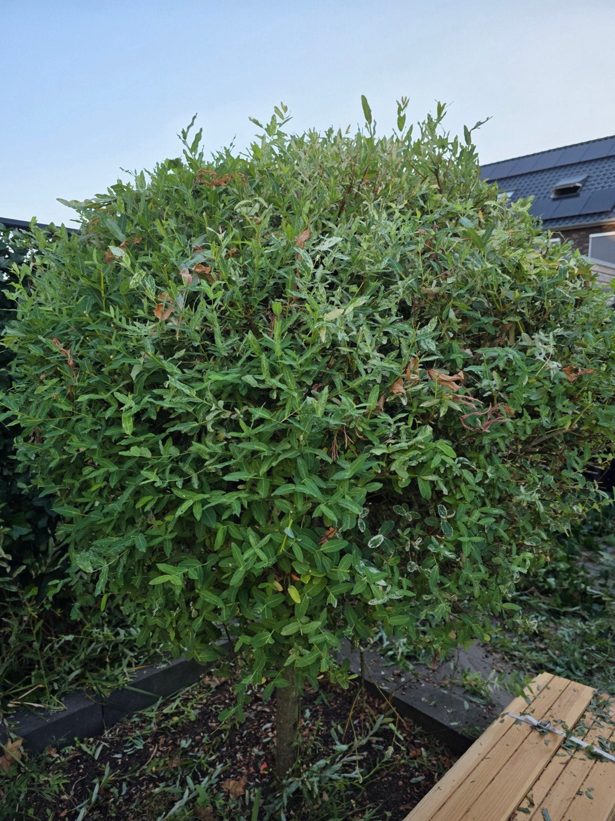Gratis Flamingo boom (Salix integra), Ophalen, Volle zon, Overige soorten