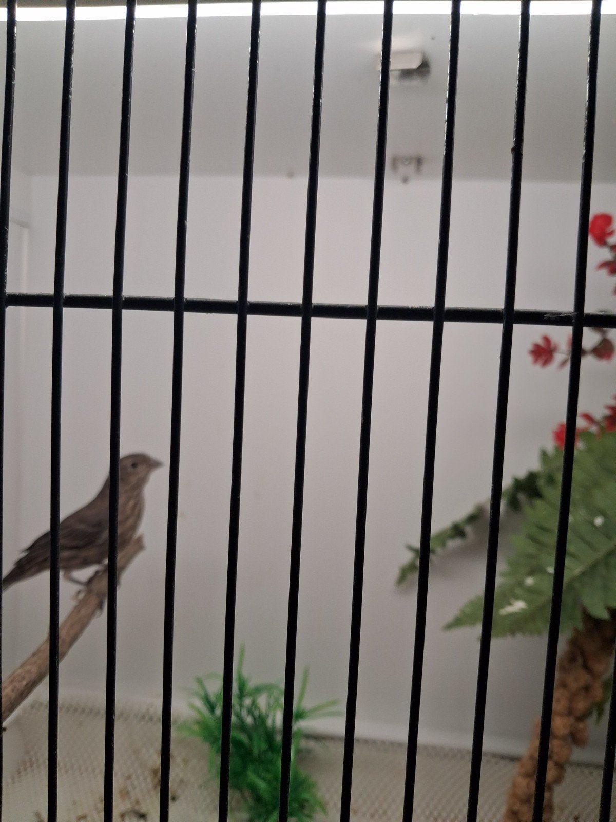 Mexicaanse roodmus, Dieren en Toebehoren, Meerdere dieren