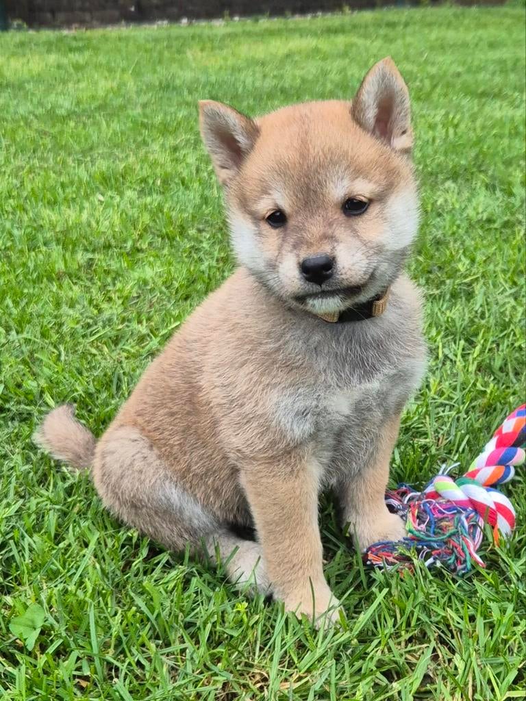 Vrolijke shiba inu pups   (25% pomeriaan), Dieren en Toebehoren, Nederland, Parvo, Reu, 8 tot 15 weken