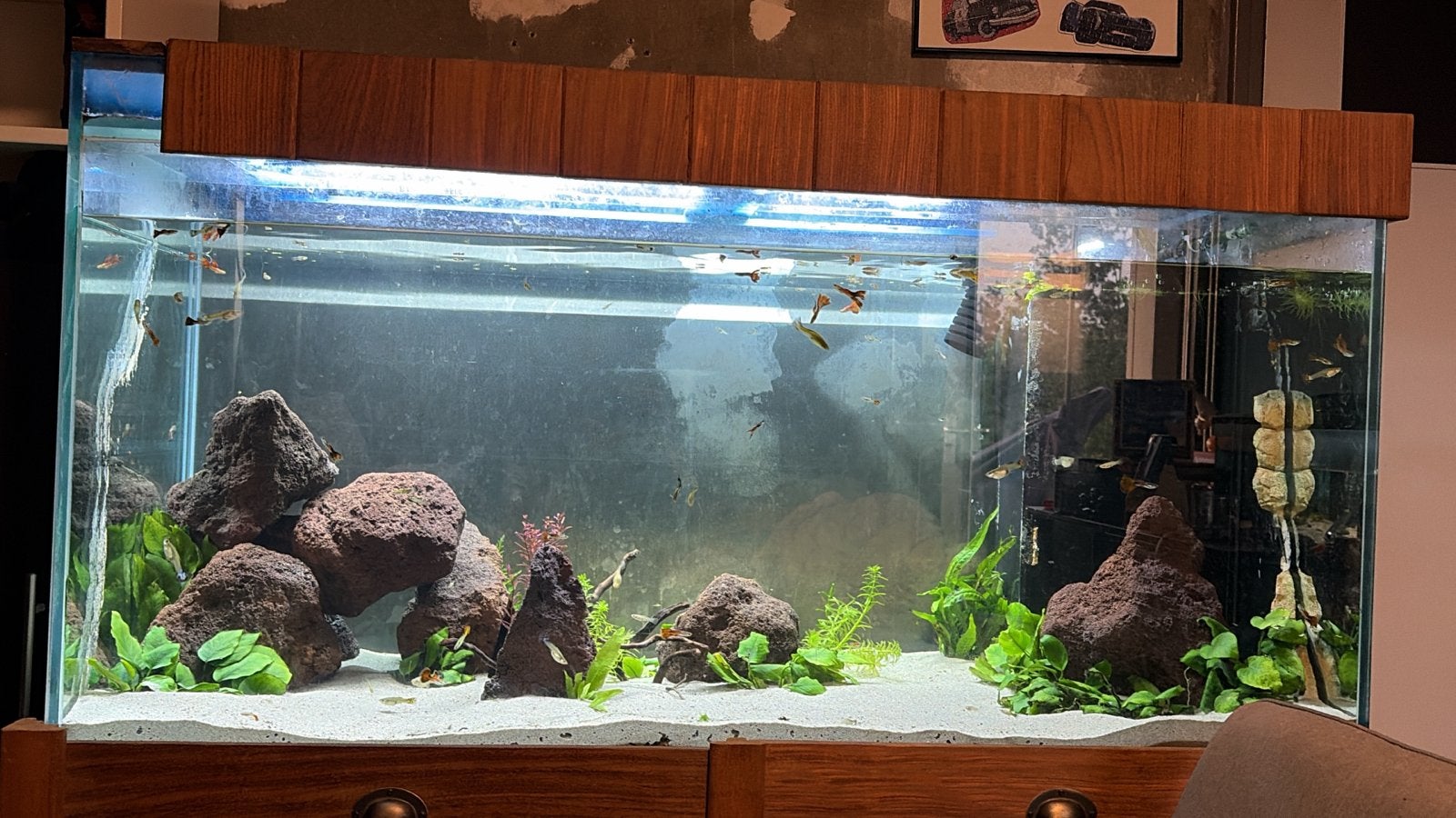 Aquarium, Ophalen