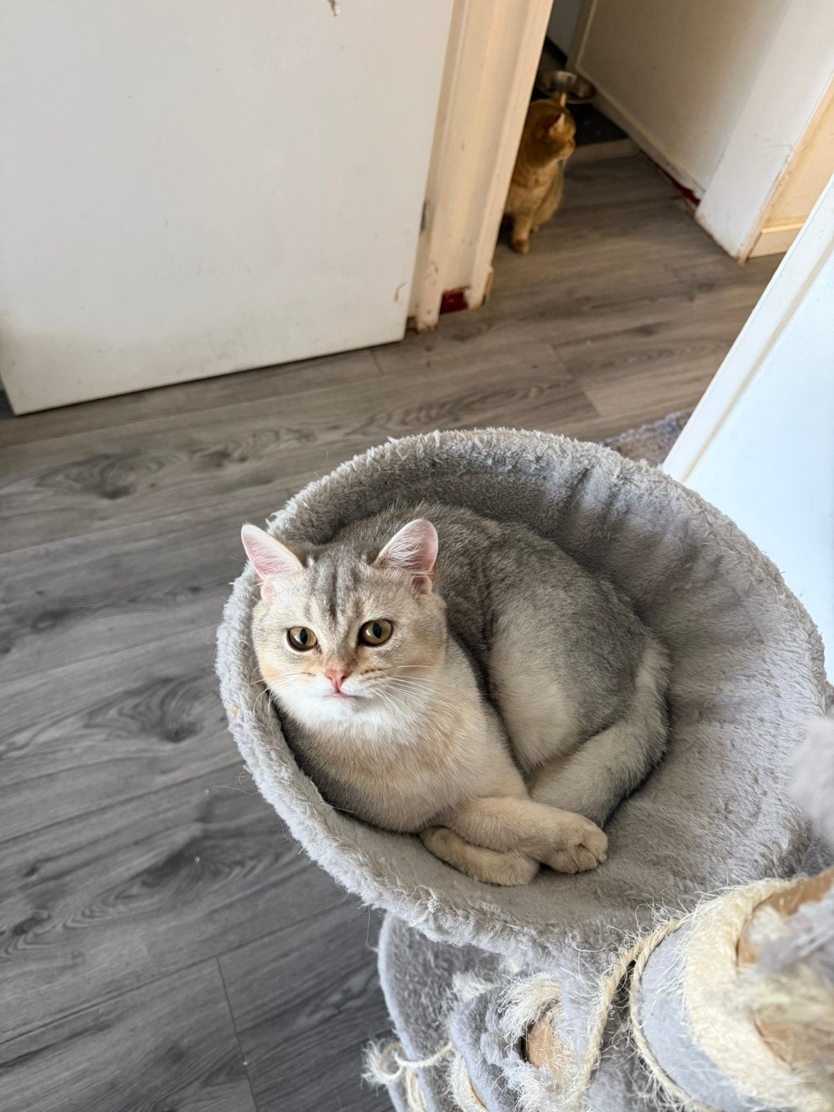British Shorthair, Meerdere dieren
