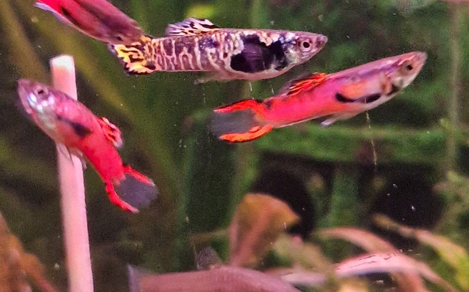 Endler Guppy's Guppen, Dieren en Toebehoren, Vis, Zoetwatervis, Schoolvis