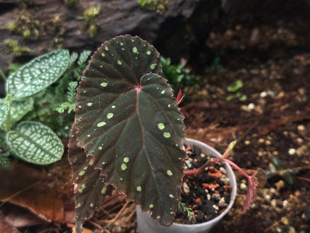 Begonia Atricha, Ophalen of Verzenden, Halfschaduw, Minder dan 100 cm