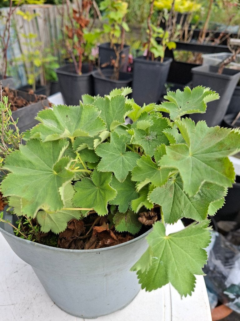 Vrouwenmantel plantjes, Ophalen, Bodembedekkers, Volle zon, Vaste plant