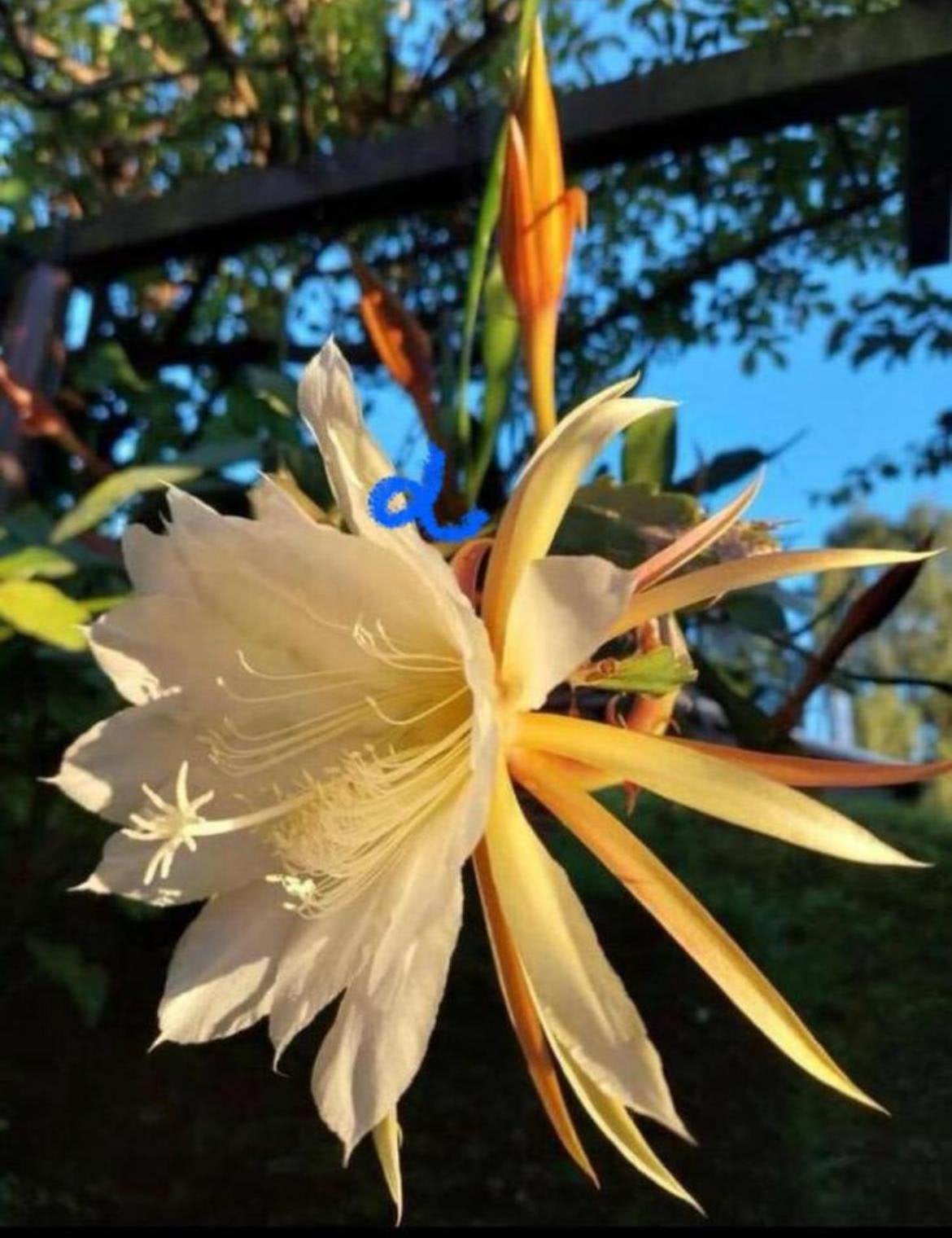 Witte Koningin van de Nacht - Epiphyllum Selenicereus, Ophalen of Verzenden, Minder dan 100 cm, Bloeiende kamerplant, Volle zon