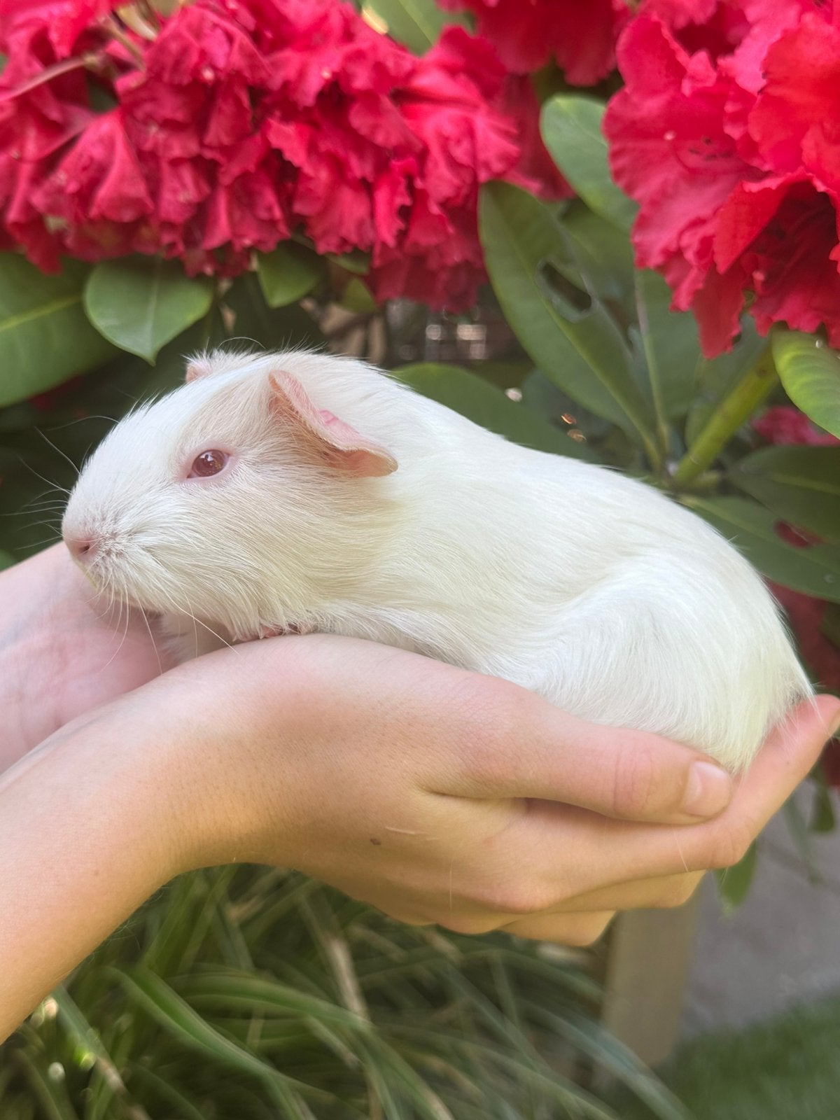 Lief jong Cavia beertje (Sneeuwvlok) zoekt huisje!, Cavia, April, Mannelijk, Tam