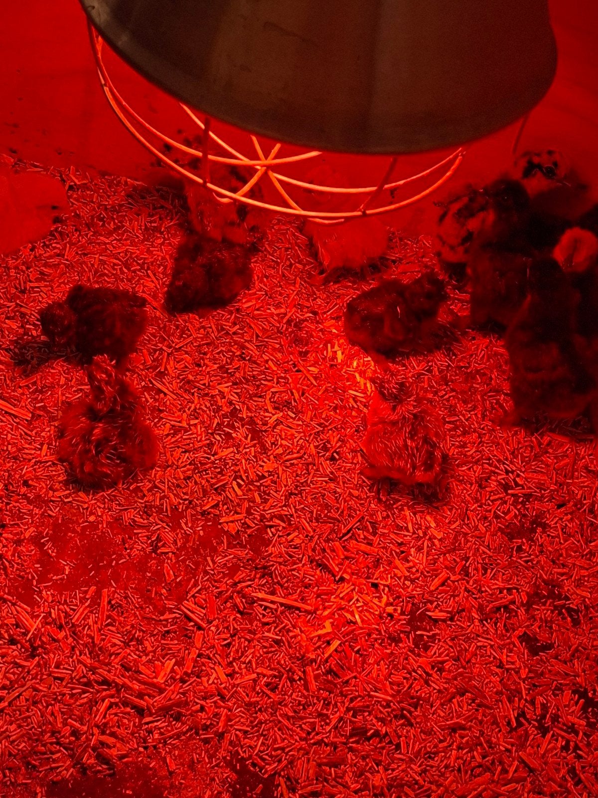 zijdehoentjes, Dieren en Toebehoren, Ophalen, Nieuw, Overige typen