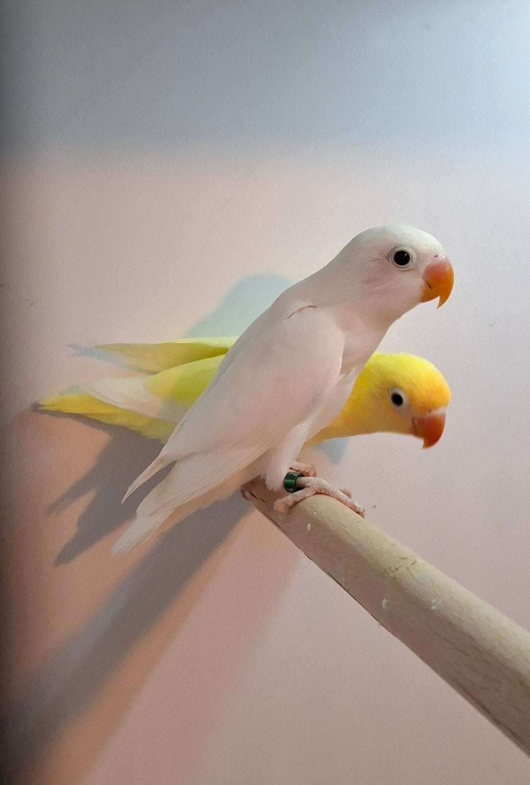 te koop agapornis ficheri gele en witte zwartoog, Mannelijk, Dwergpapegaai of Agapornis
