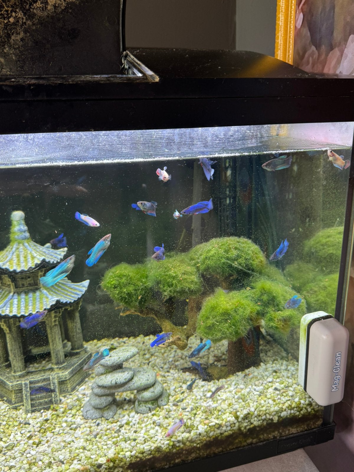 Verschillende betta vrouwtjes €3, Dieren en Toebehoren, Vis