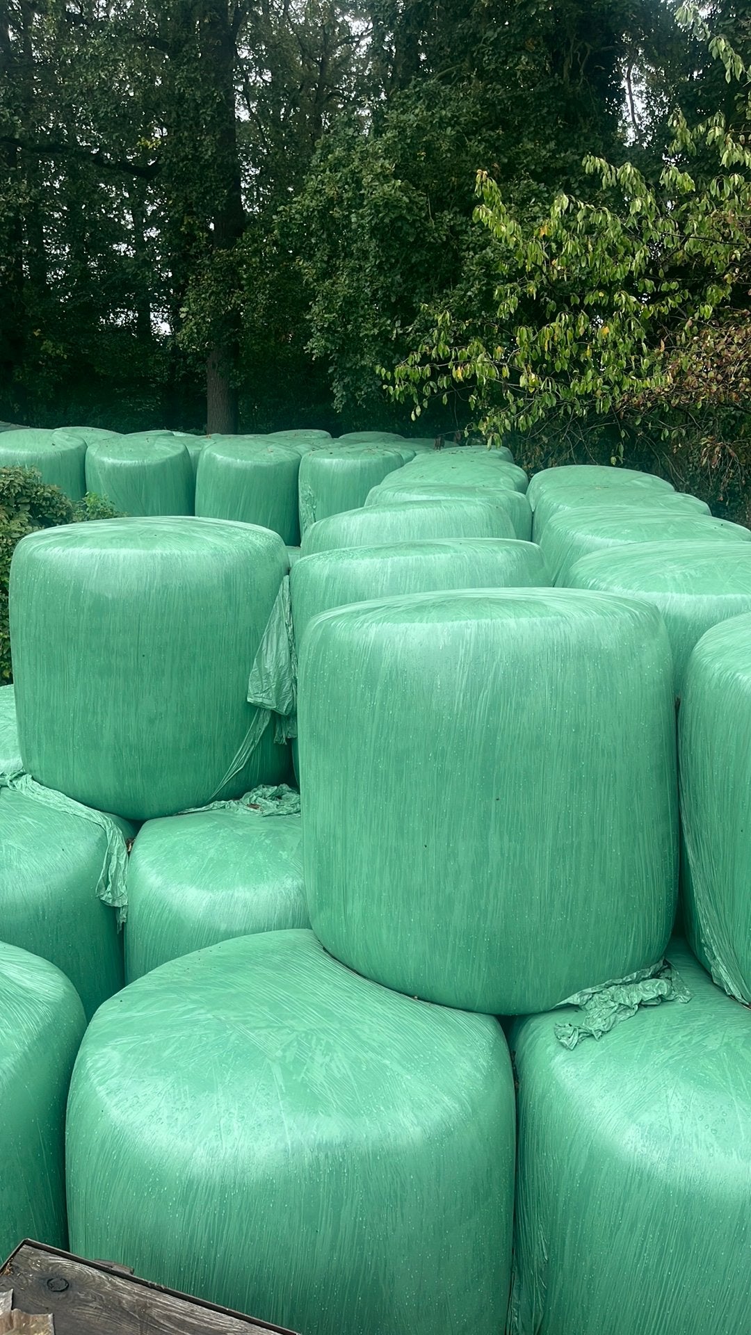 Hoge kwaliteit Maisbalen p/s ca. 1000 kg - met Voederanalyse, Ophalen