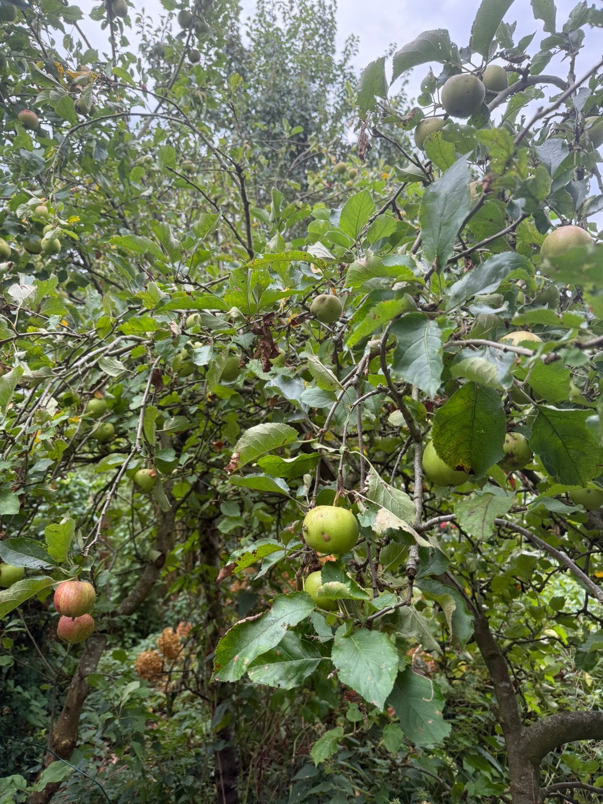 Biologische zure appels, Ophalen