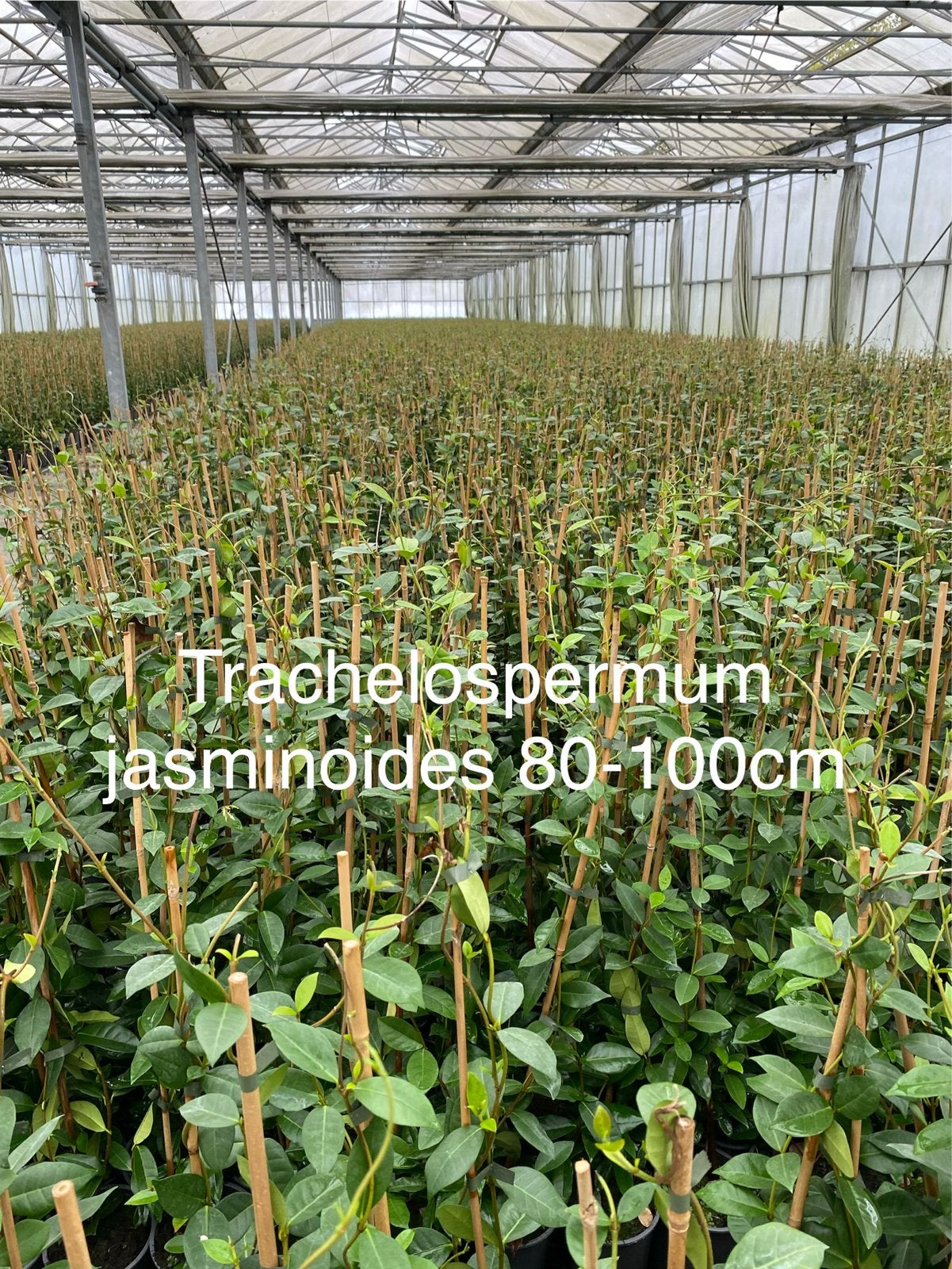 Trachelospermum Jasminoides - Toscaanse jasmijn EIGEN KWEEK, Tuin en Terras, Ophalen, Volle zon, Vaste plant, Klimplanten